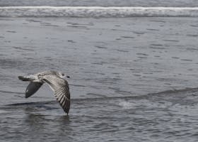 A seagull gracefully glides over the ocean waves in Domburg, Netherlands.